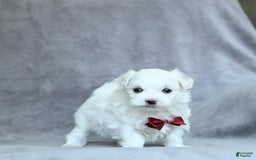 Maltese dogs for sale: Kash - Image 8