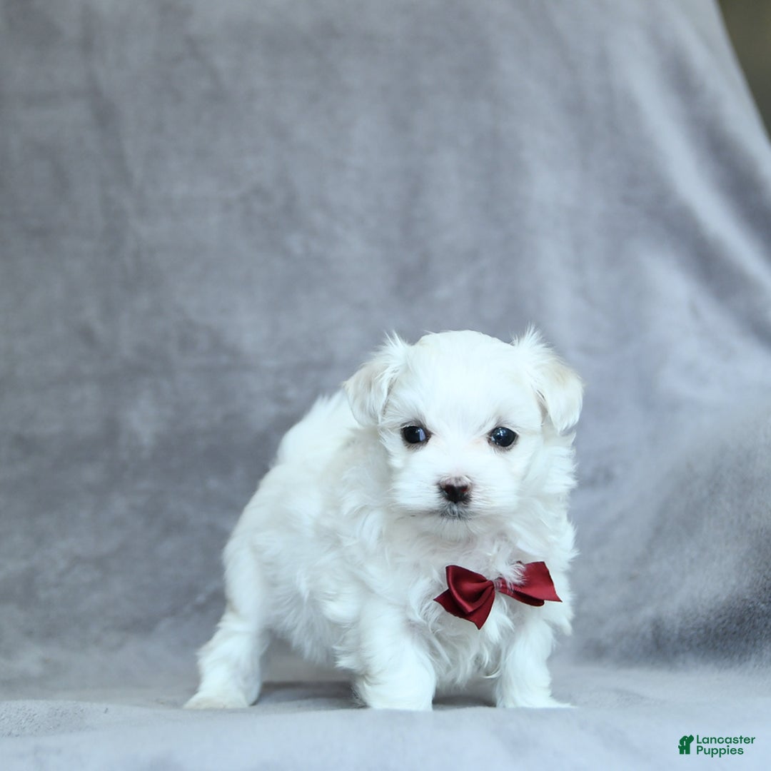 Maltese dogs for sale: Kash - Image 8