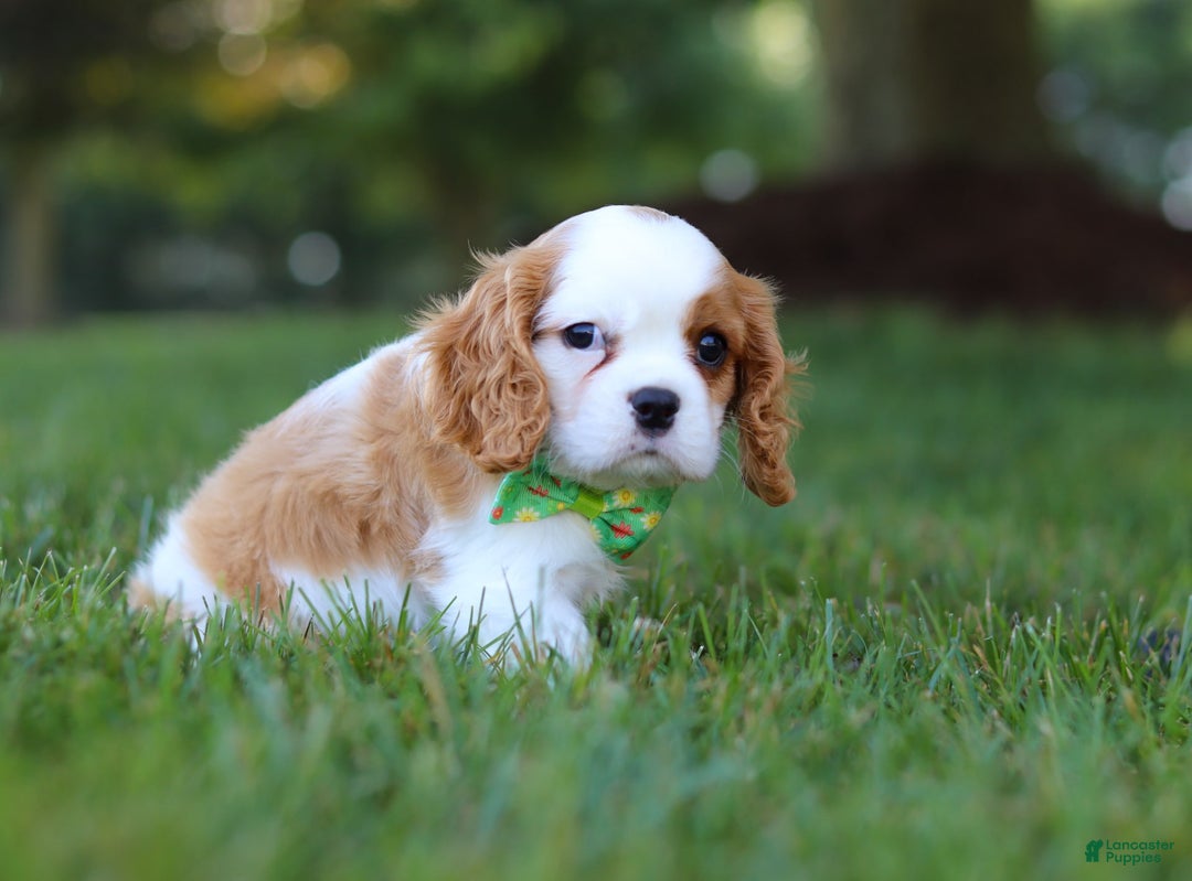 Cavalier King Charles Spaniel dogs for sale: Maverick - Image 2