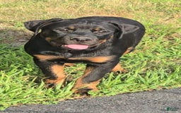 Rottweiler dogs for sale: Princess Astoria-doneyuno - Image 4