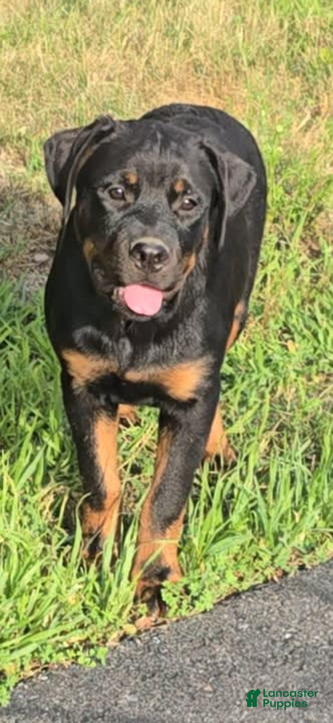 Rottweiler dogs for sale: Princess Astoria-doneyuno - Image 4