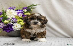 Shihpoo dogs for sale: Cookie - Image 5