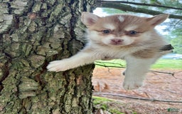 Pomsky dogs for sale: Bella - Image 1