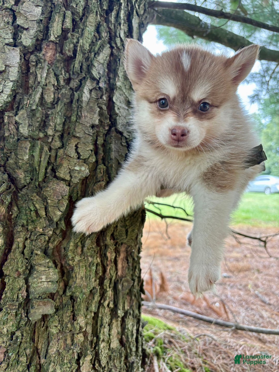 Pomsky dogs for sale: Bella - Image 1