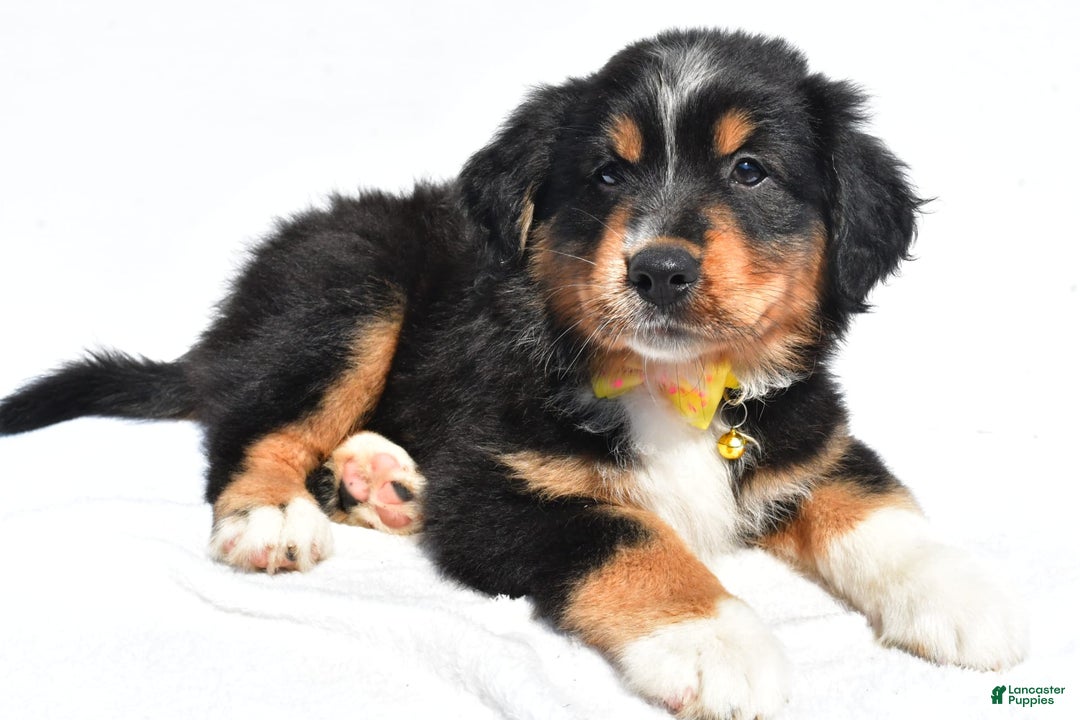 Miniature Australian Shepherd dogs for sale: Miniature Australian Shepherd 7 puppies - Image 13