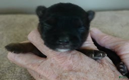Yorkshire Terrier dogs for sale: Kai - Image 9