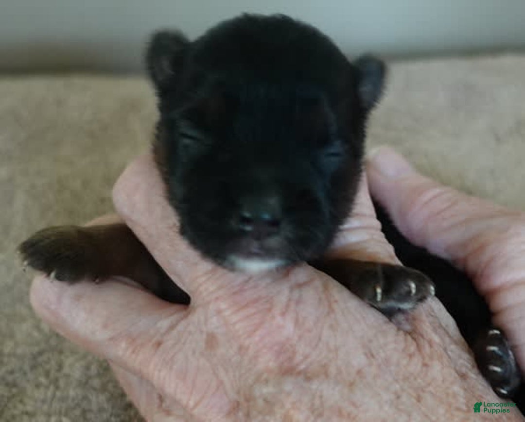 Yorkshire Terrier dogs for sale: Kai - Image 9