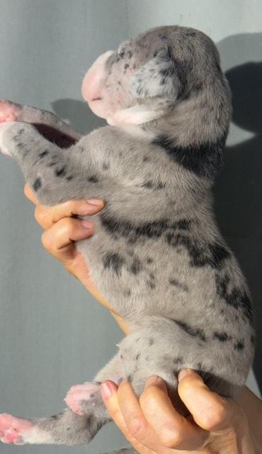 Great Dane dogs for sale: Luke - Mantle Merle - Image 6