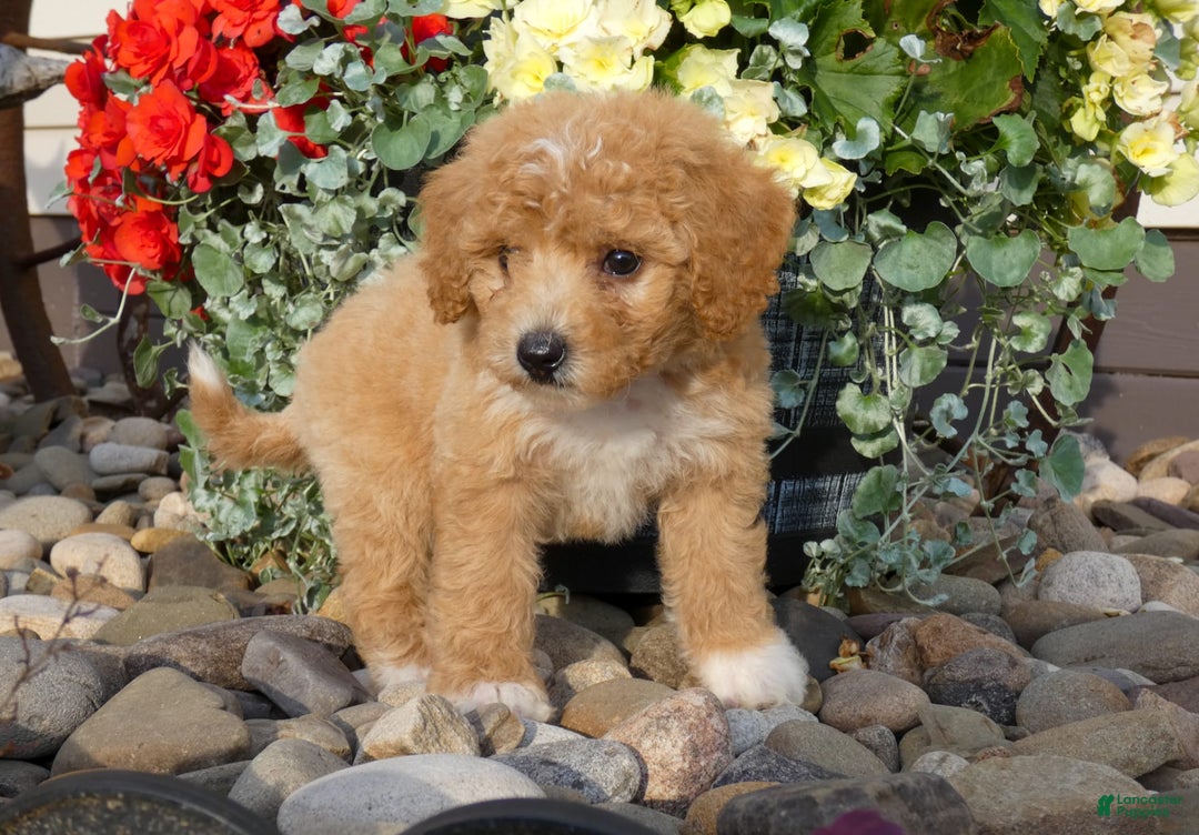 Bichpoo dogs for sale: Goldie - Image 3