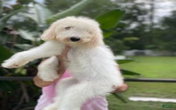 Goldendoodle dogs for sale: Faith - Image 1