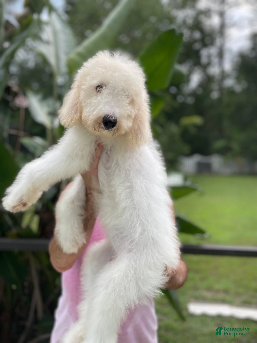 Goldendoodle dogs for sale: Faith - Image 1