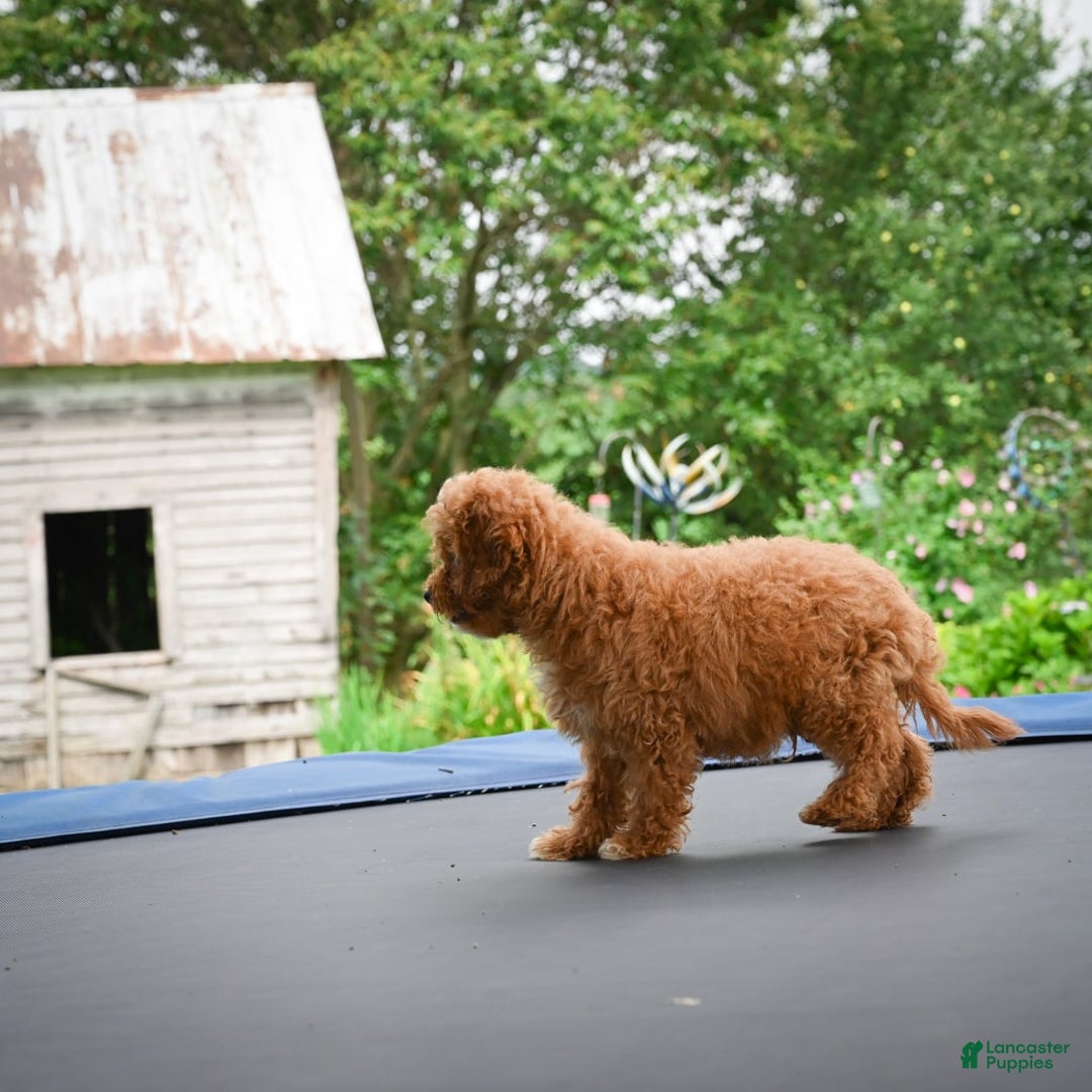 Cavapoo dogs for sale: Chucky - Image 6