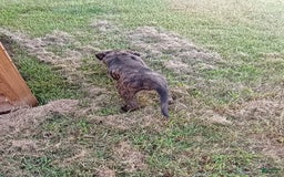 English Mastiff dogs for sale: Purple/ Ivory Girl 💜 - Image 2