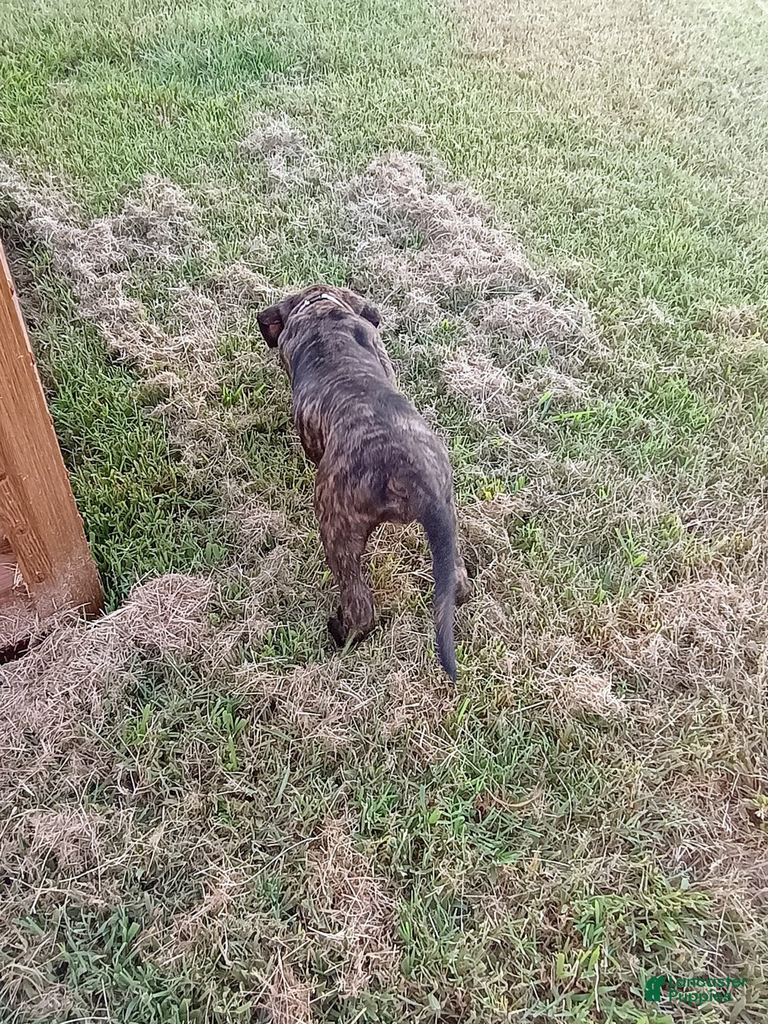 English Mastiff dogs for sale: Purple/ Ivory Girl 💜 - Image 2