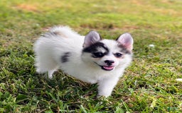 Pomsky dogs for sale: Sweet Girlie - Image 17