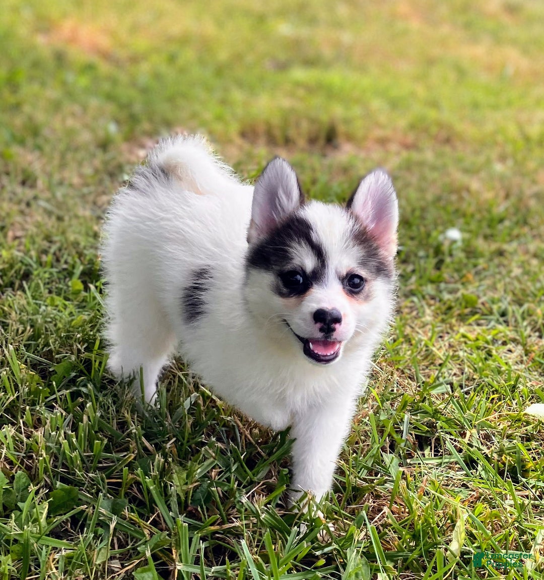 Pomsky dogs for sale: Sweet Girlie - Image 17