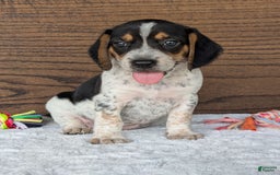 Beagle dogs for sale: Riley - Image 14