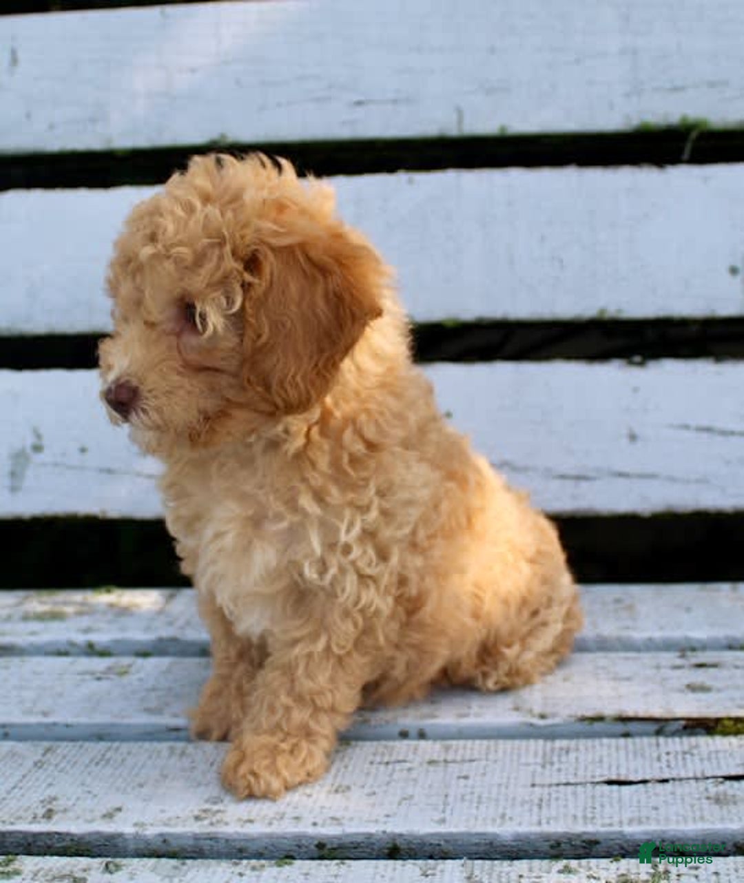 Miniature Poodle dogs for sale: Cally - Image 5