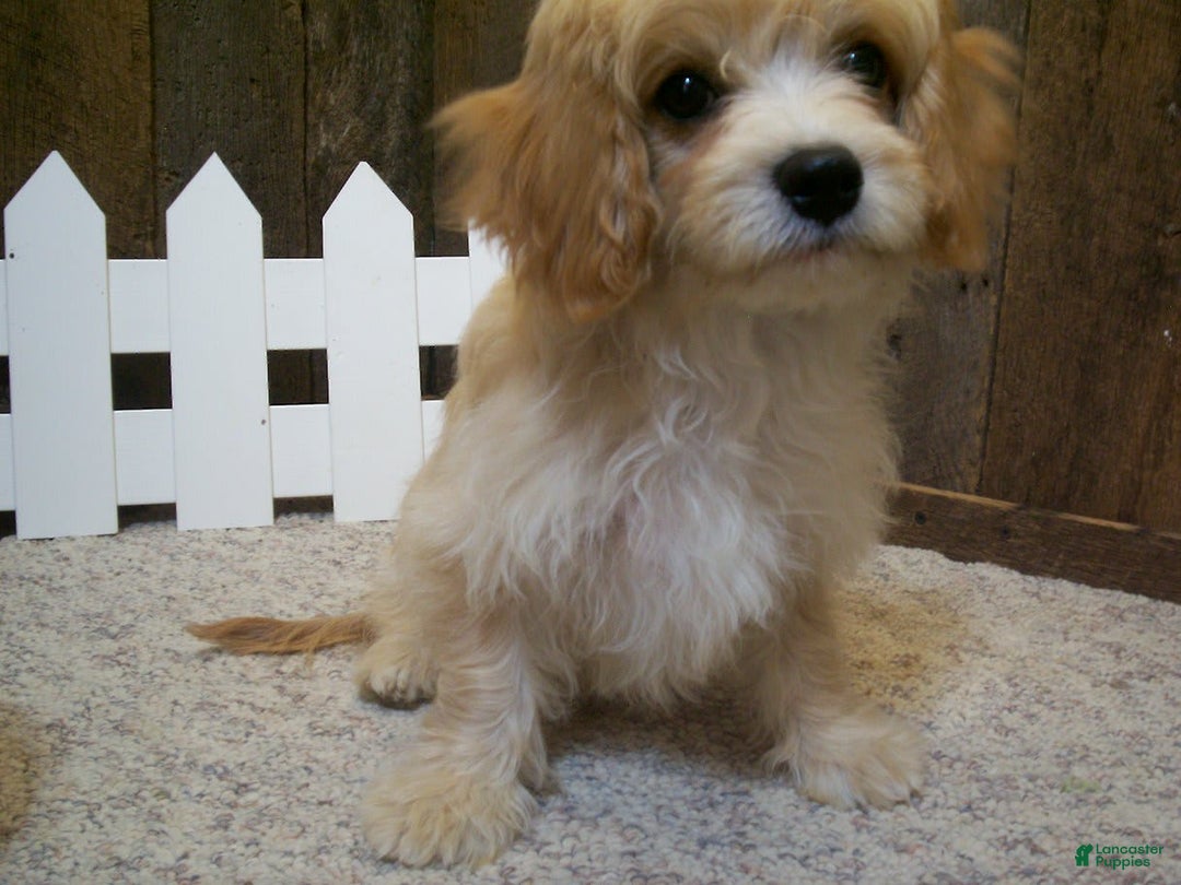 Cavachon dogs for sale: Piper - Image 2