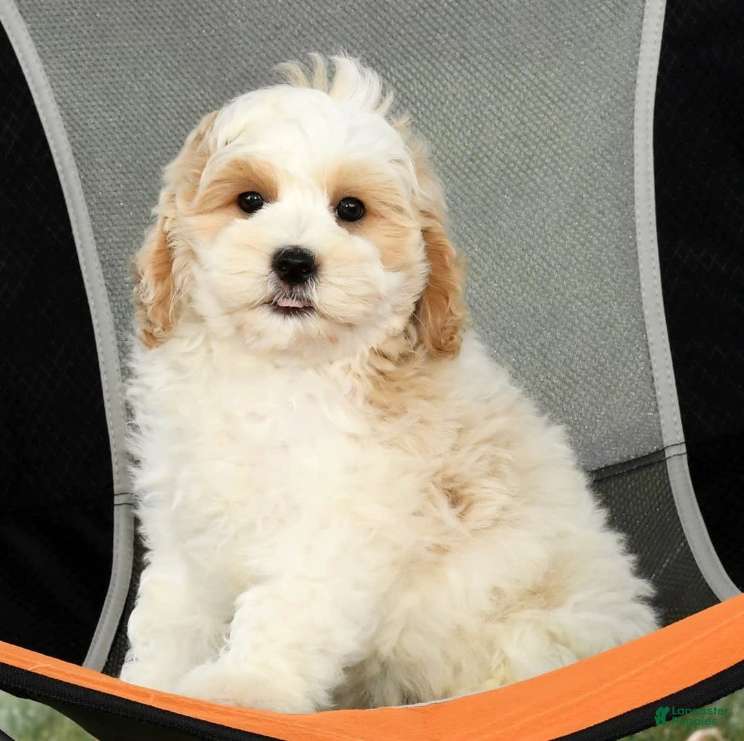 Cavapoo dogs for sale: Brady - Image 2