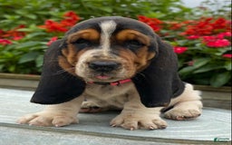 Basset Hound dogs for sale: Sally - Image 14