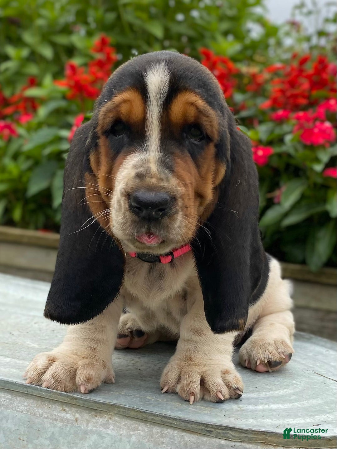 Basset Hound dogs for sale: Sally - Image 14