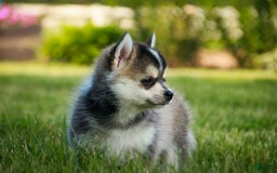 Pomsky dogs for sale: Fira - Image 13