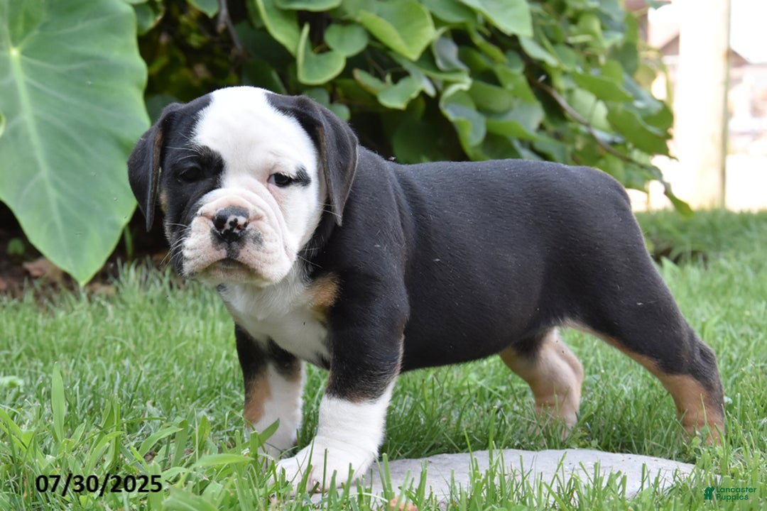 Olde English Bulldogge dogs for sale: Polly - Image 1