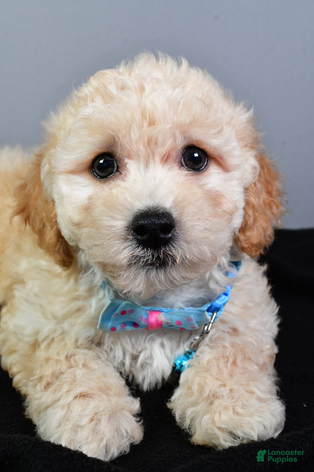 Bichpoo dogs for sale: Sammy - Image 5