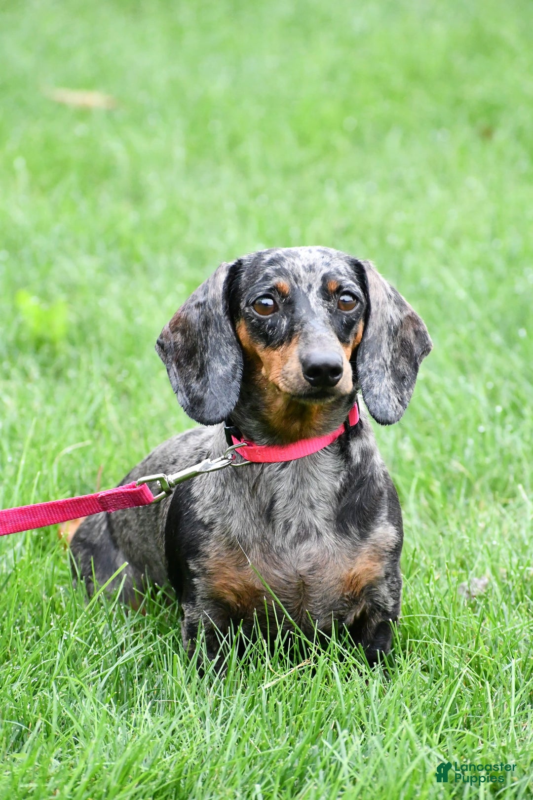 Miniature Dachshund dogs for sale: Harvey - Image 9