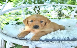 Golden Retriever dogs for sale: Allie - Image 1