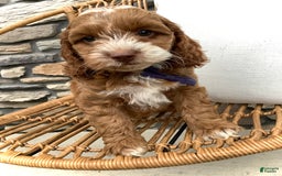 Cockapoo dogs for sale: Benji - Image 13