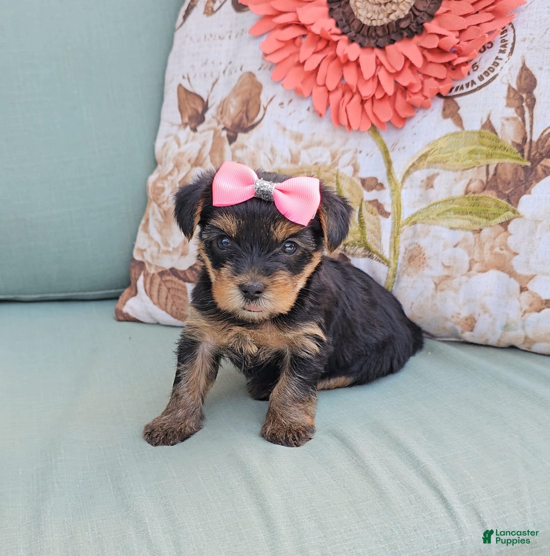 Yorkshire Terrier dogs for sale: Sky - Image 1