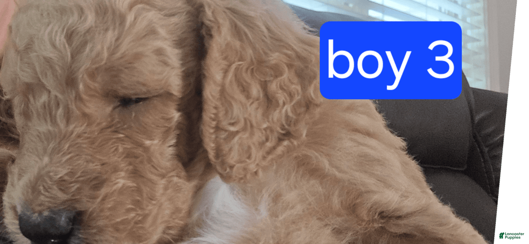 Goldendoodle dogs for sale: Mack - Image 4