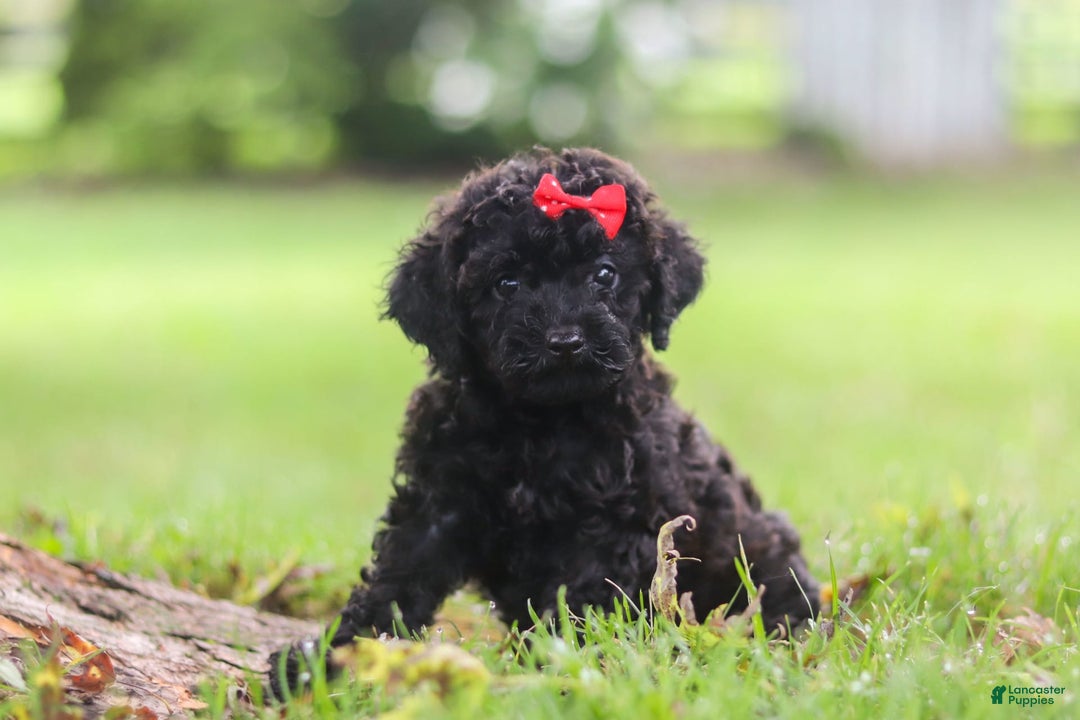 Miniature Poodle dogs for sale: Evelyn - Image 4