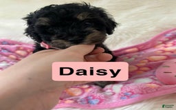 Cavapoo dogs for sale: Daisy - Image 1