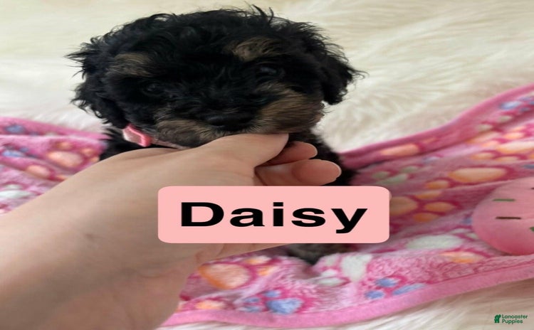 Cavapoo dogs for sale - Ad 2