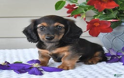 Miniature Dachshund dogs for sale: Laudon - Image 15