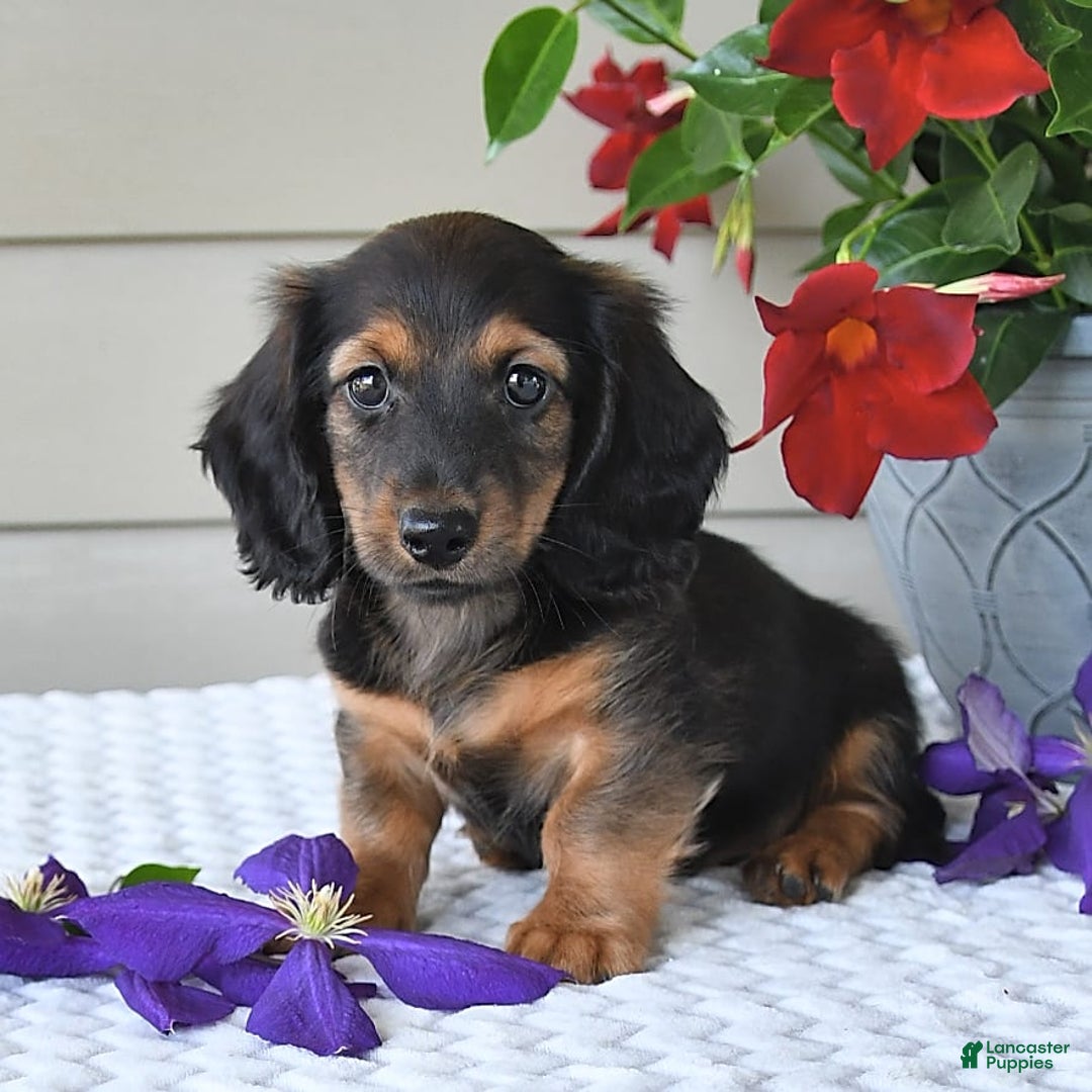 Miniature Dachshund dogs for sale: Laudon - Image 15