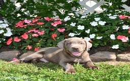Labrador Retriever dogs for sale: Milo - Image 4