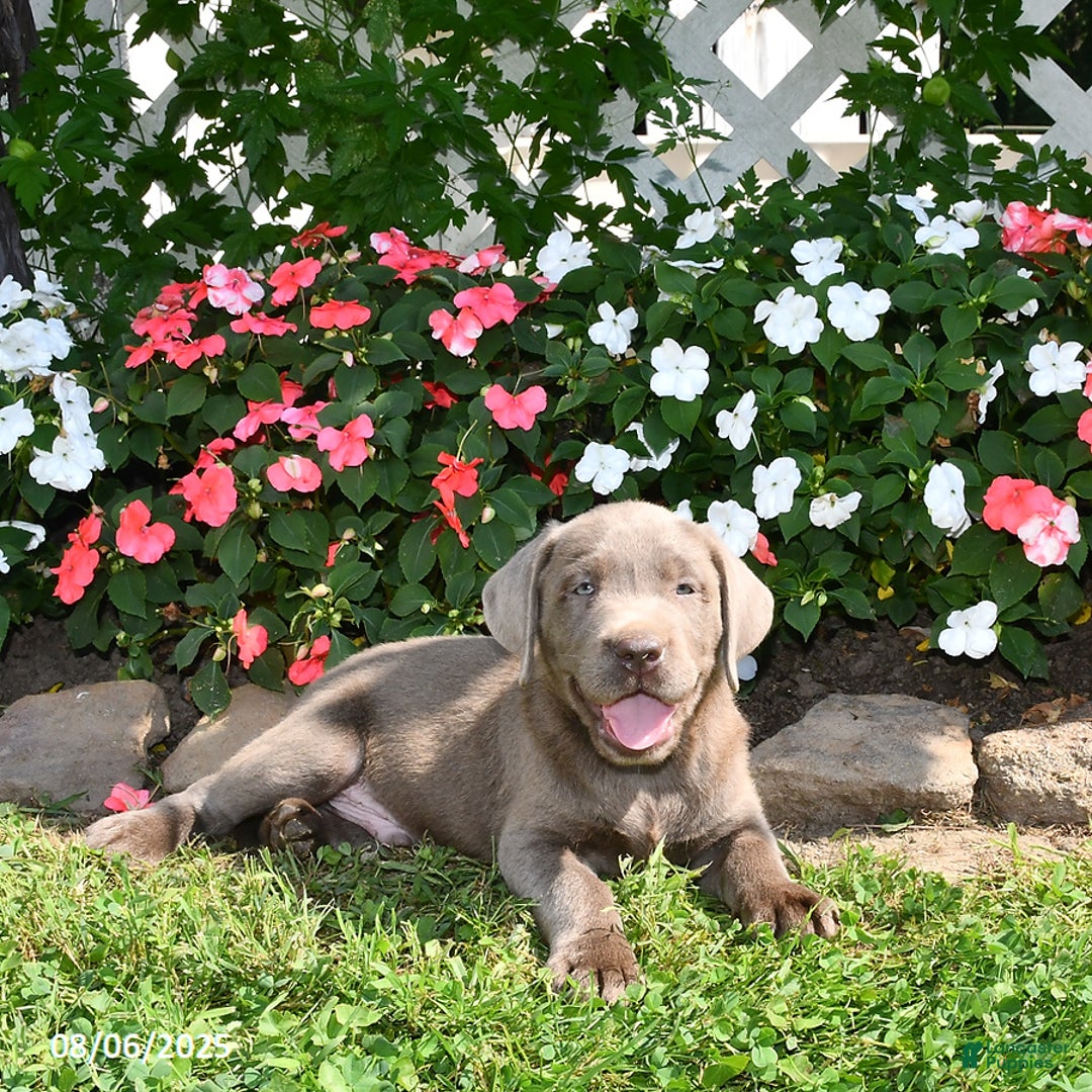 Labrador Retriever dogs for sale: Milo - Image 4