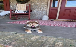 Pomsky dogs for sale: Chipmunk - Image 2