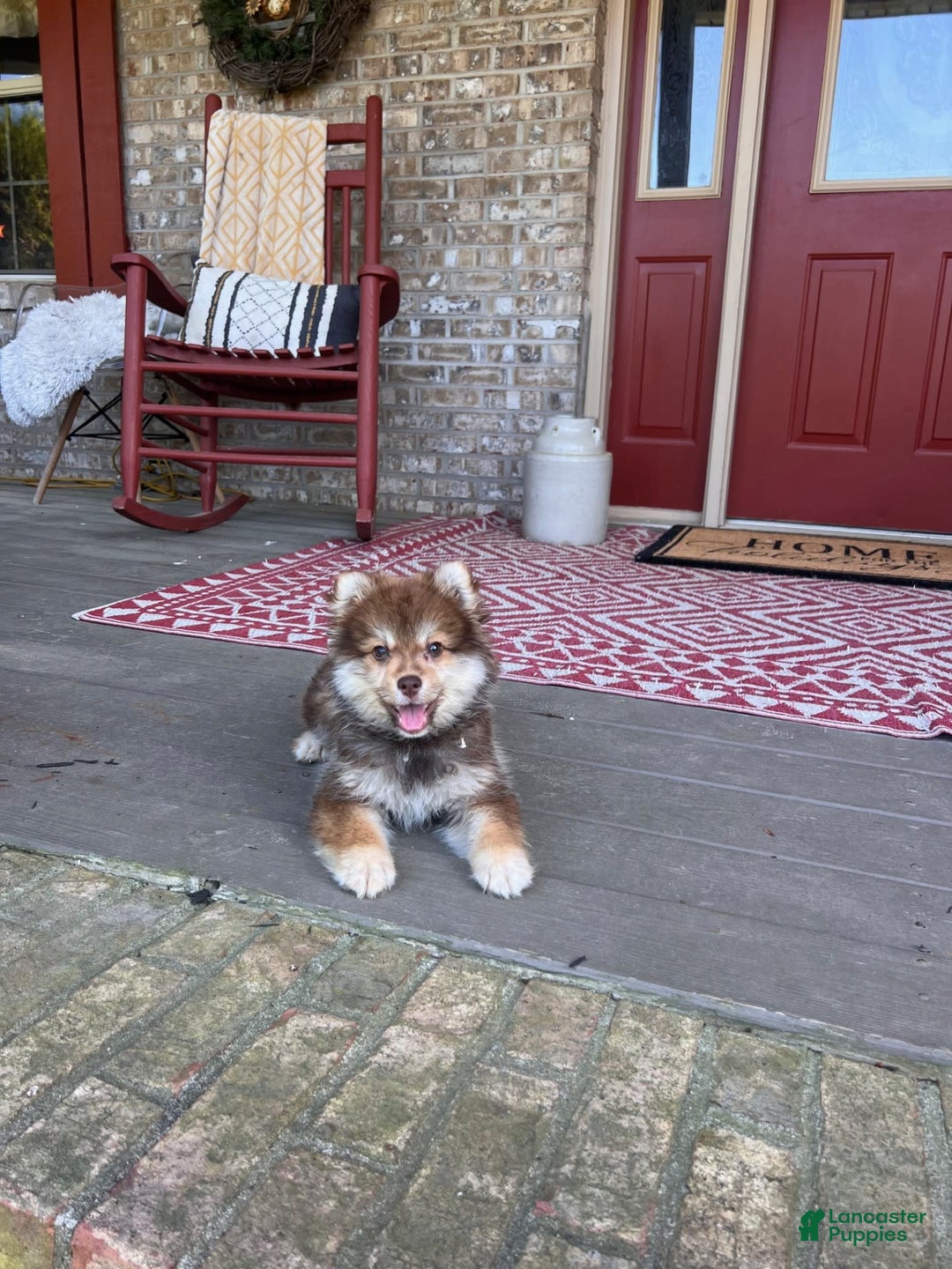 Pomsky dogs for sale: Chipmunk - Image 2
