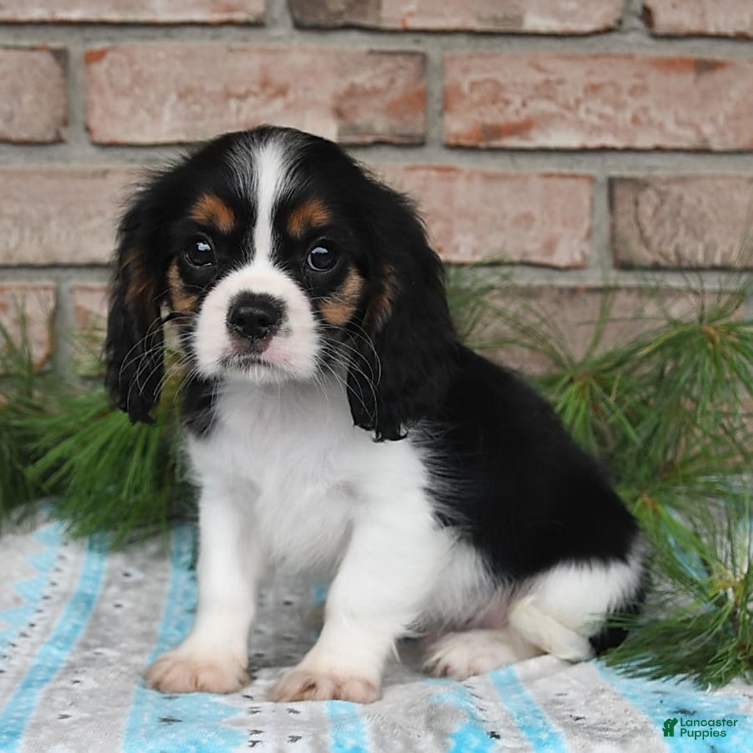 Cavalier King Charles Spaniel dogs for sale: Dasher - Image 5