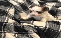 Morkie dogs for sale: Keefer - Image 1
