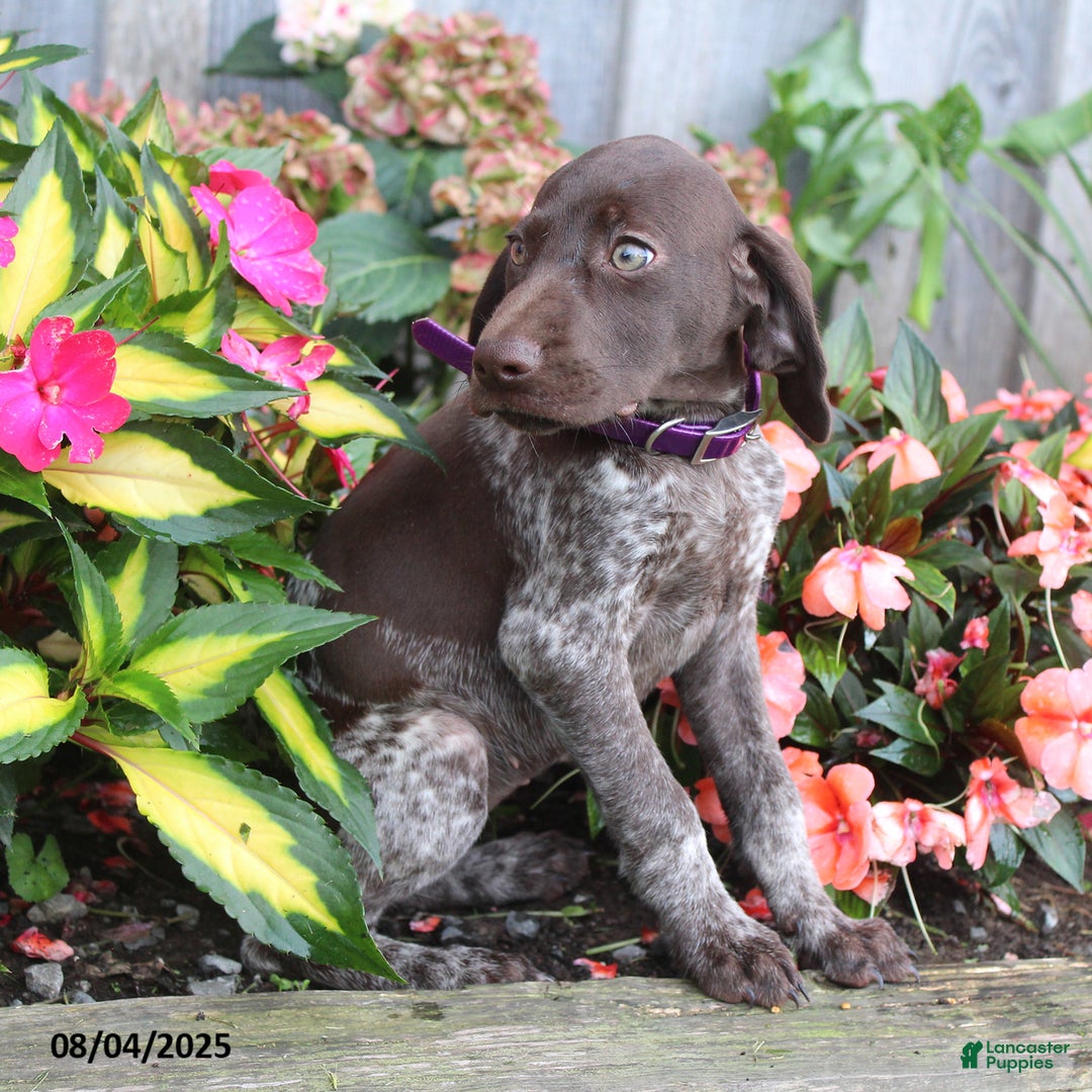 German Shorthaired Pointer dogs for sale: Lucy - Image 1