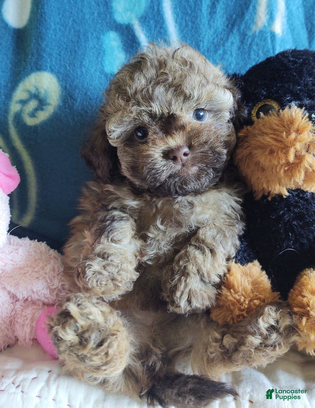 Maltipoo dogs for sale: Chocolate Peanut - Image 11