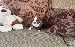 Boston Terrier dogs for sale: Toby - Image 1