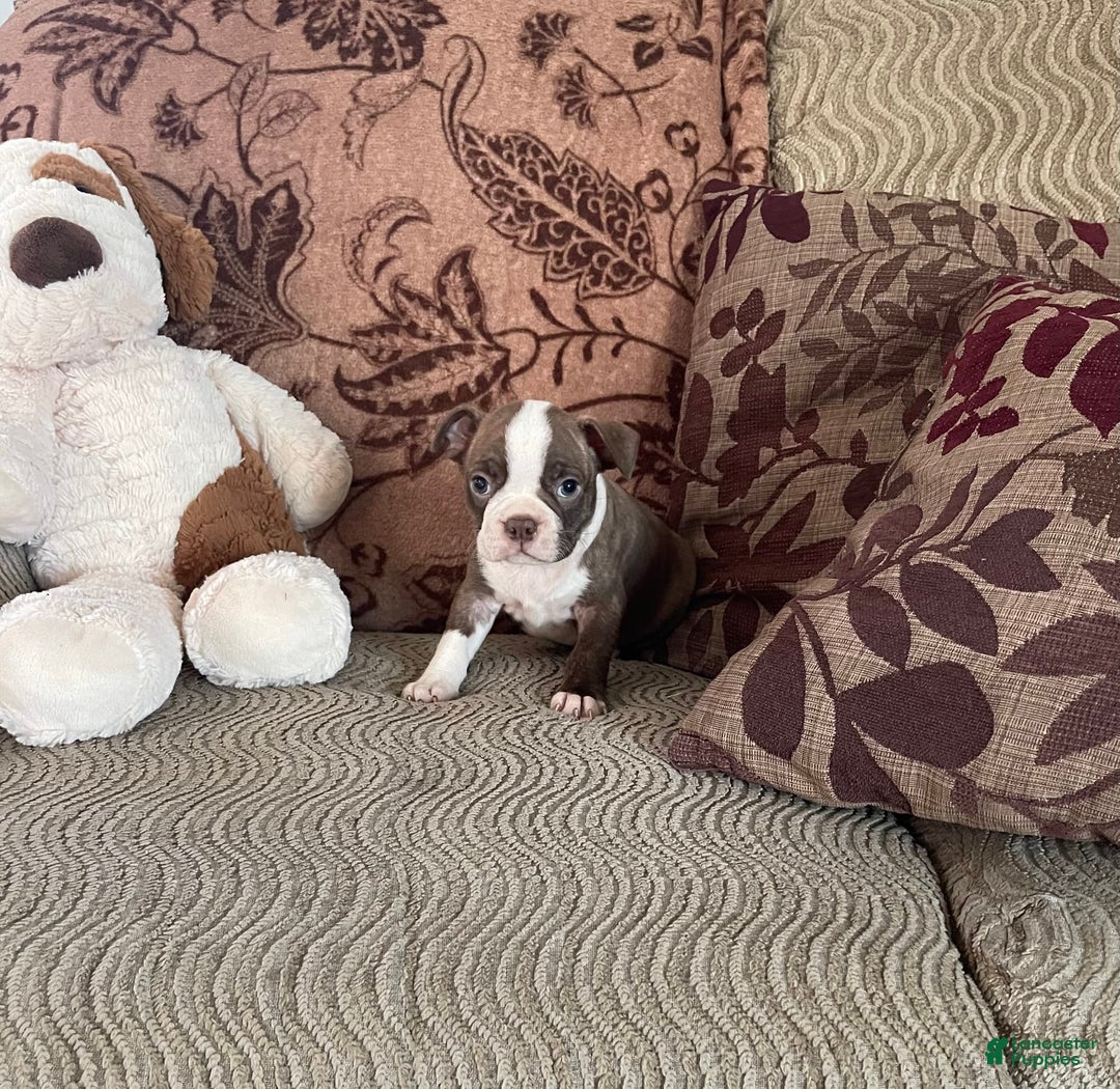 Boston Terrier dogs for sale: Toby - Image 1