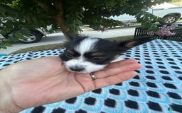 Papillon dogs for sale: Female Puppy 1 - Image 1